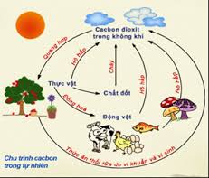 Chu trình của C trong tự nhiên